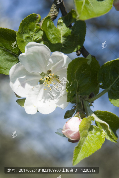 apfelblüTe,V