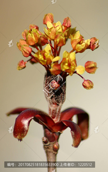 開花的紅楓葉