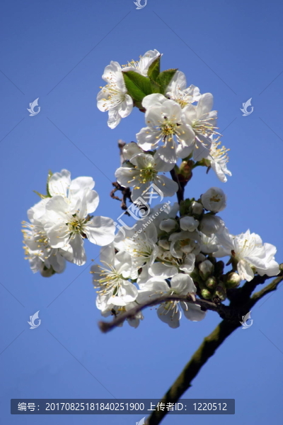 櫻花