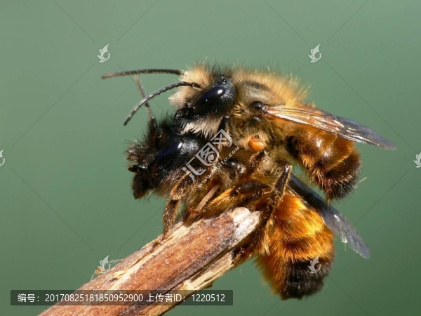 bienensex