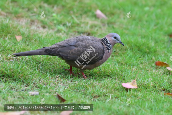珠頸斑鳩