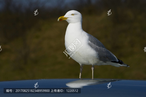 藍(lán)