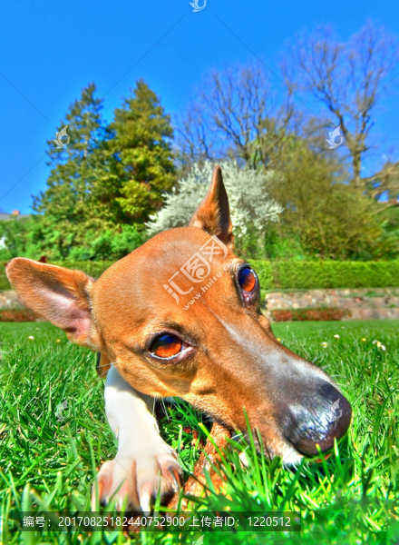 動物