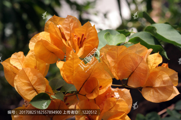 荔枝葉