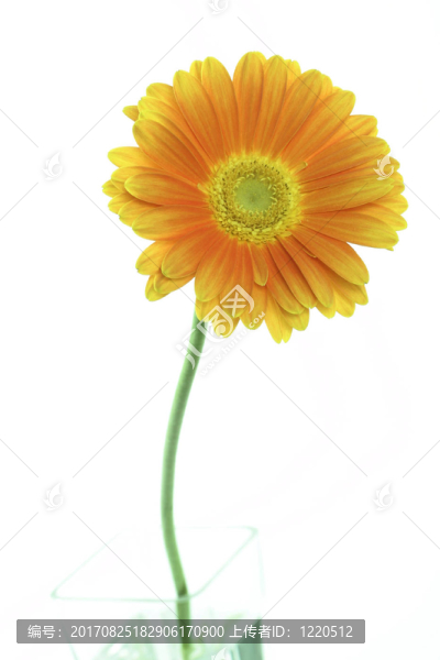 在玻璃花瓶非洲菊