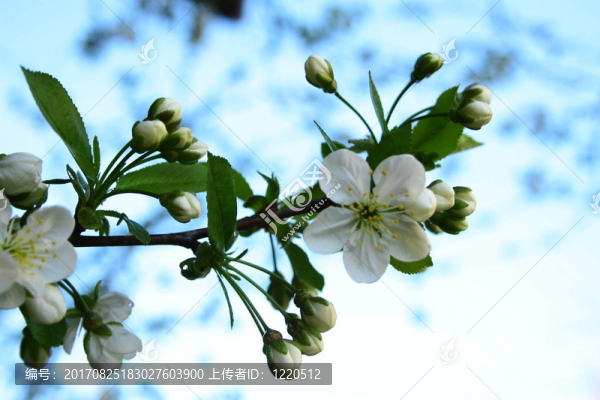 櫻花