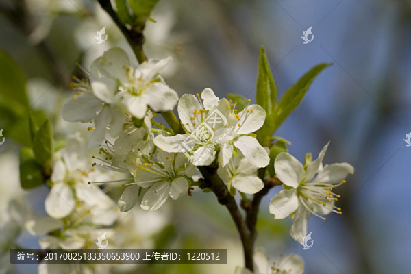 梅花