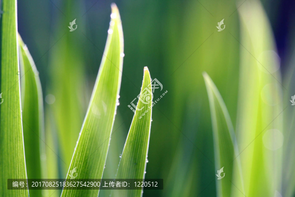 鳶尾花的葉子