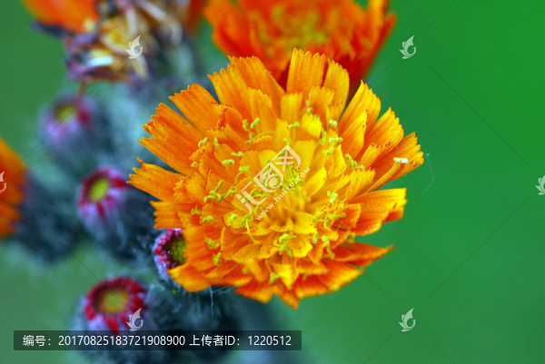 山柳菊