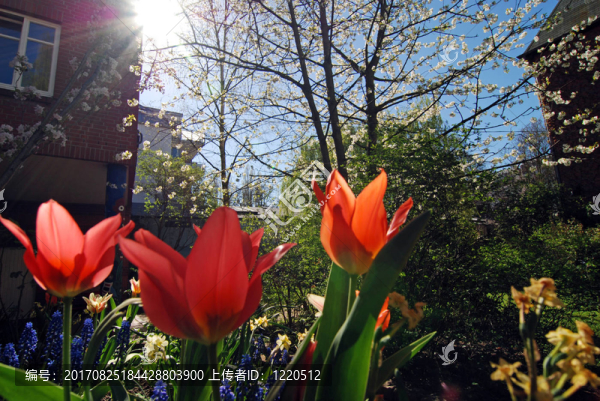 花園里的早晨
