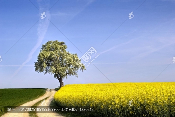 春天的風(fēng)景II