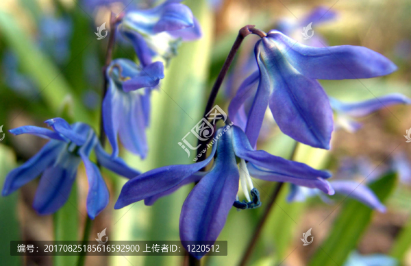 blausternchen