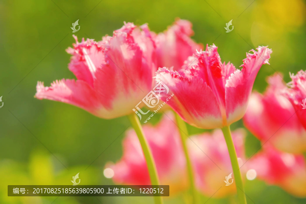 從花園