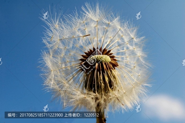 蒲公英