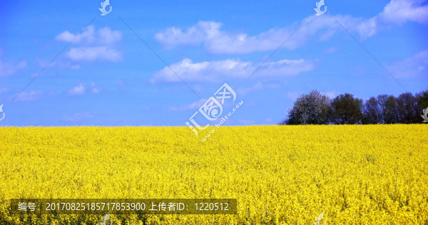 油菜..............
