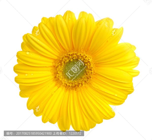 非洲菊