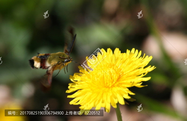 Hummel蛾（2）