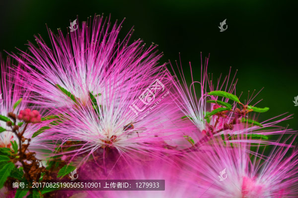 戎花