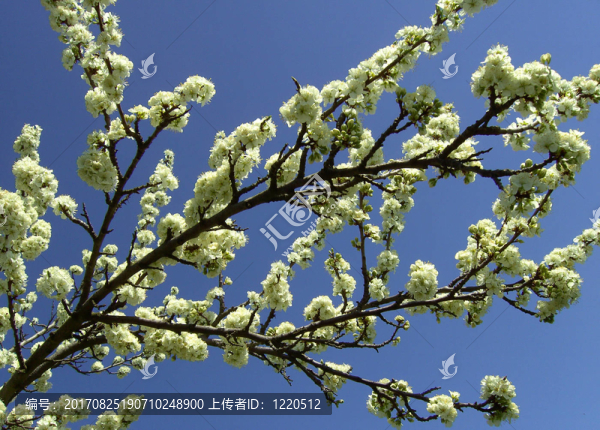 櫻花02