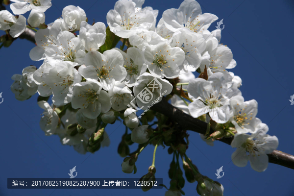 櫻花