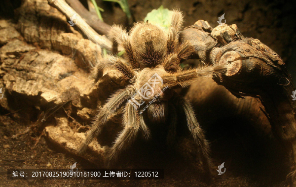 動物
