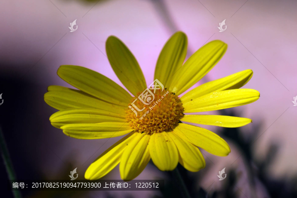 黃色的萬壽菊