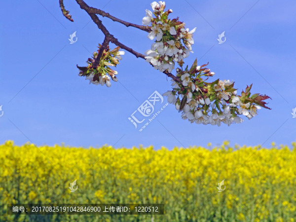 油菜樹(shù)花