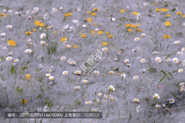 花粉的地毯