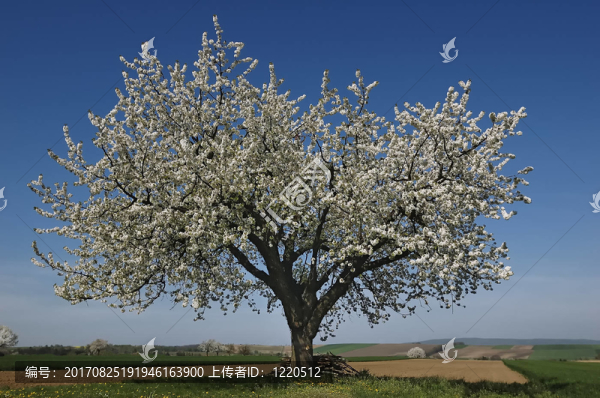 一棵開(kāi)花的樹(shù)