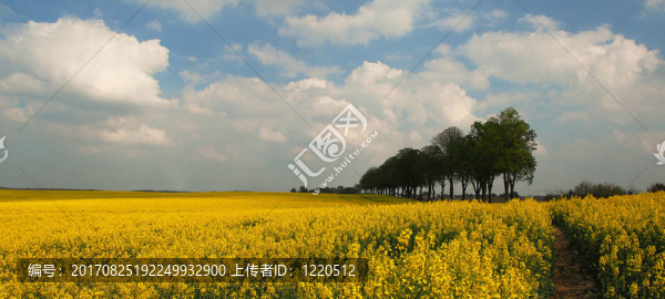 板栗和強(qiáng)奸