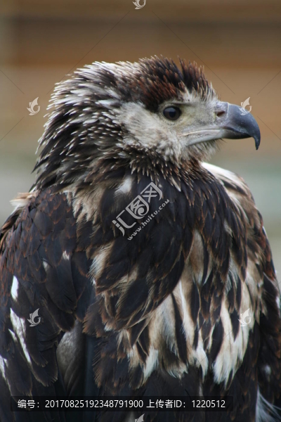 fish,eagle,portrait