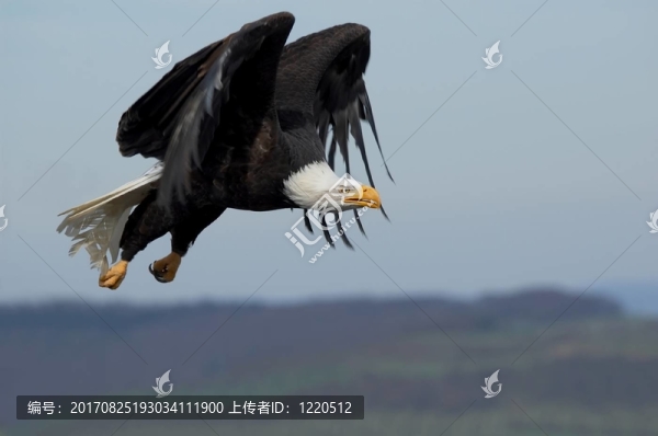 藍(lán)色