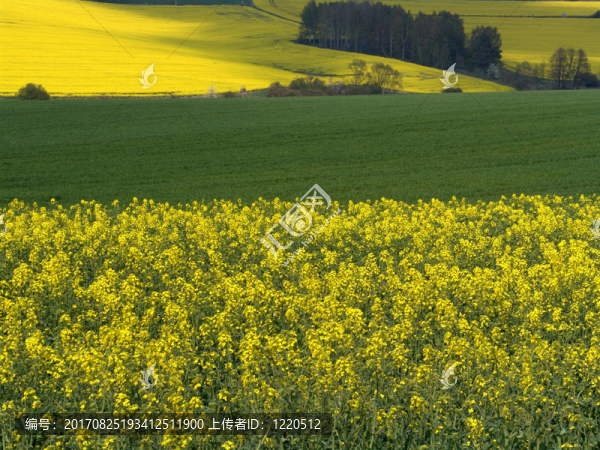 油菜籽