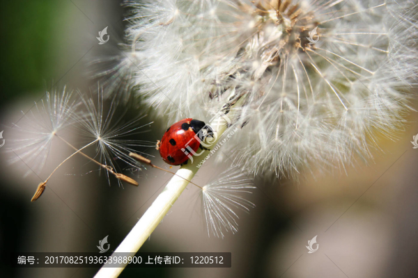 瓢蟲和蒲公英三