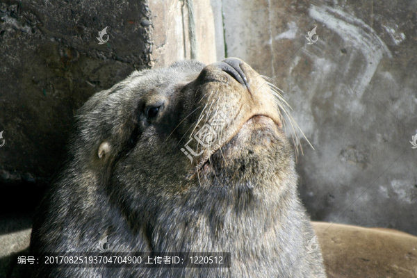 海獅