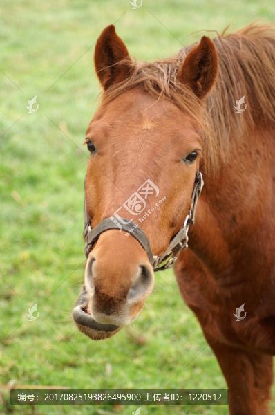 pferdeportrait