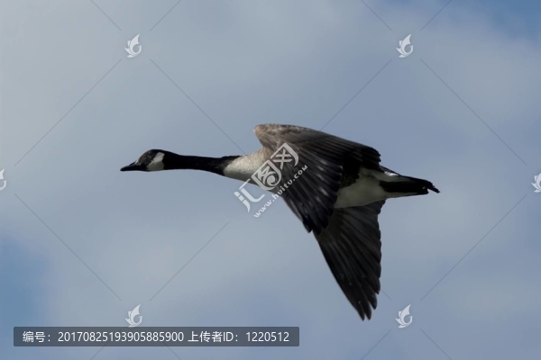 藍(lán)色