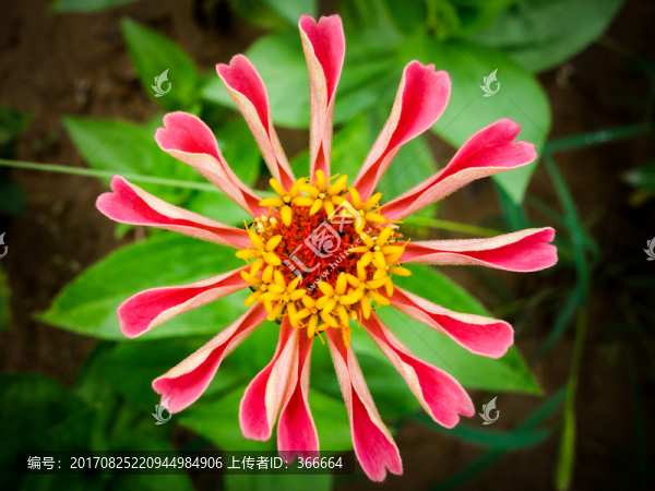 花卉