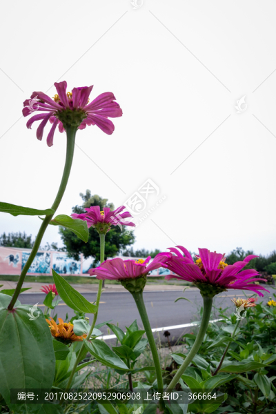 花