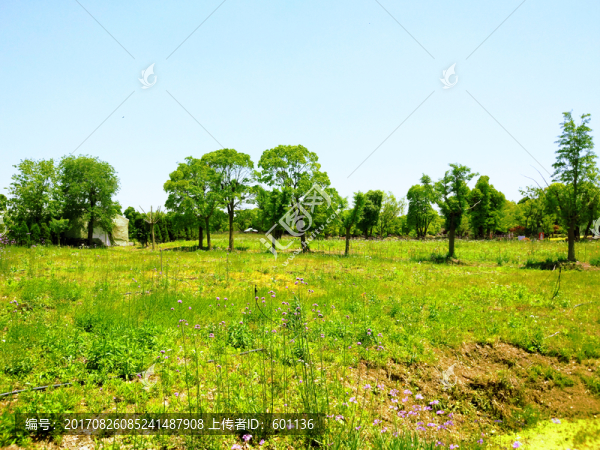 荒野草地