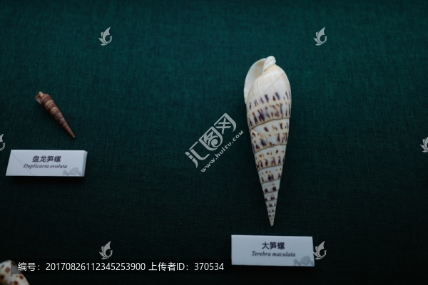 廣東省博物館,海洋生物,貝殼類