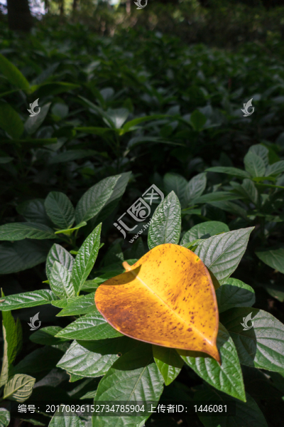 公園里的落葉