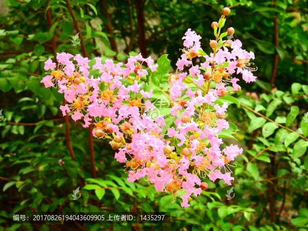 粉色花