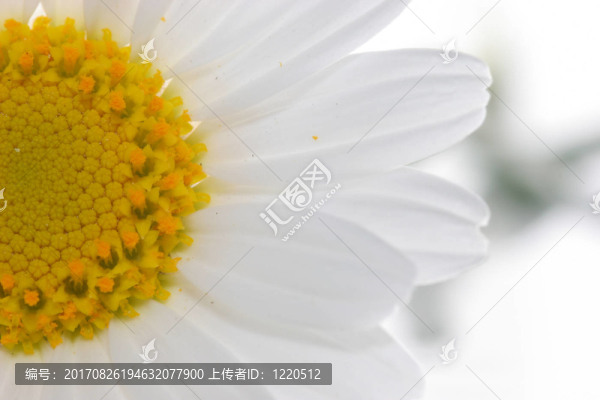 雛菊