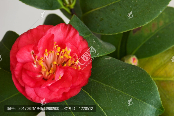 樹綠