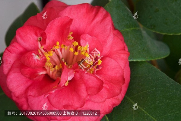 樹綠