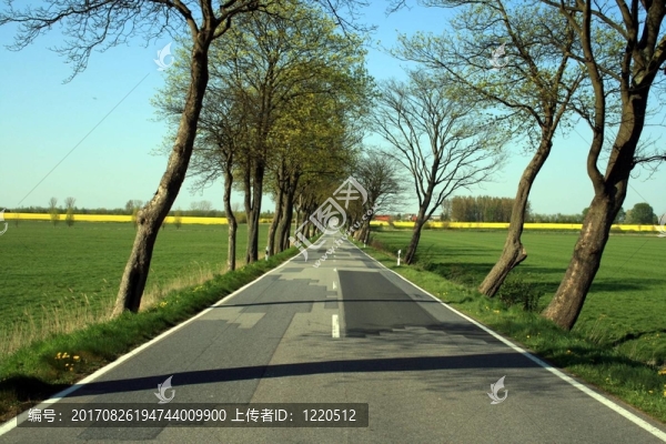 樹