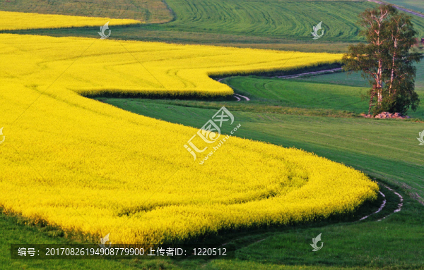 樹