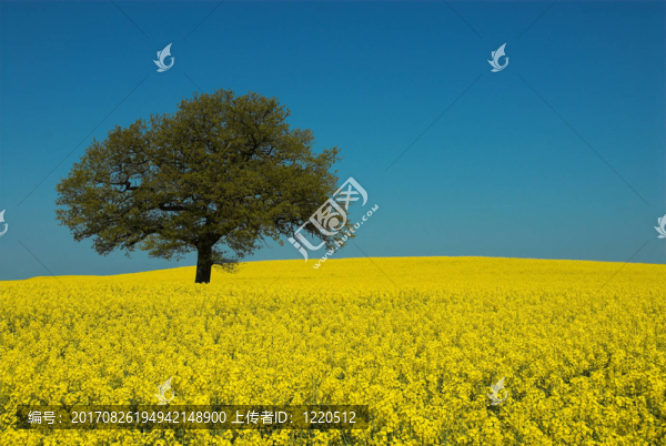 油菜地