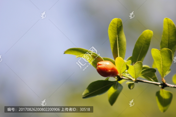 午后陽光